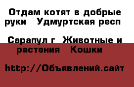 Отдам котят в добрые руки - Удмуртская респ., Сарапул г. Животные и растения » Кошки   